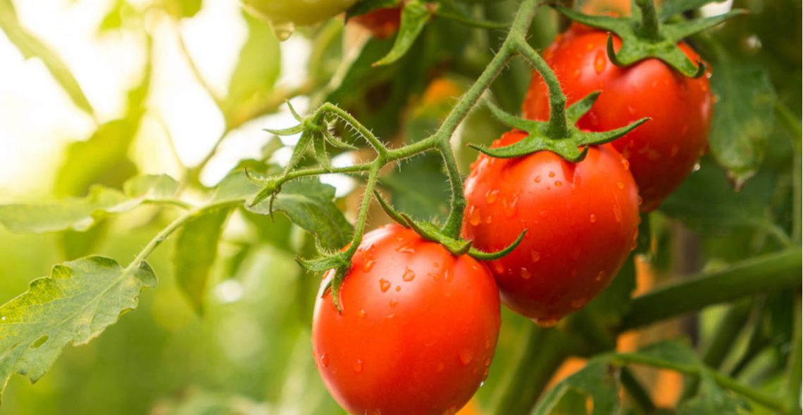 podlewanie pomidorów