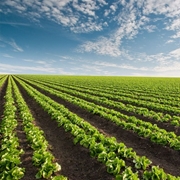 Taśma kroplująca 16/1/30 D5000 RIVULIS 15mil