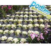 Pixel Garden  PG14 do budowy zielonej ściany