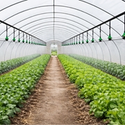 Nawadnianie tunelu i szklarni 8x30 - zestaw