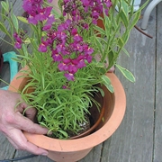 Linia kroplująca LDQ Rain Bird, 6mm, 15cm, 3l/h, 30m